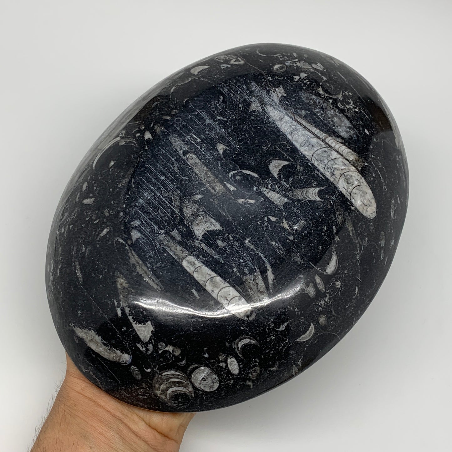 916g, 8.75"x6.5" Black Fossils Ammonite Orthoceras Bowl Oval Ring @Morocco,B8386