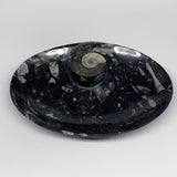 916g, 8.75"x6.5" Black Fossils Ammonite Orthoceras Bowl Oval Ring @Morocco,B8386