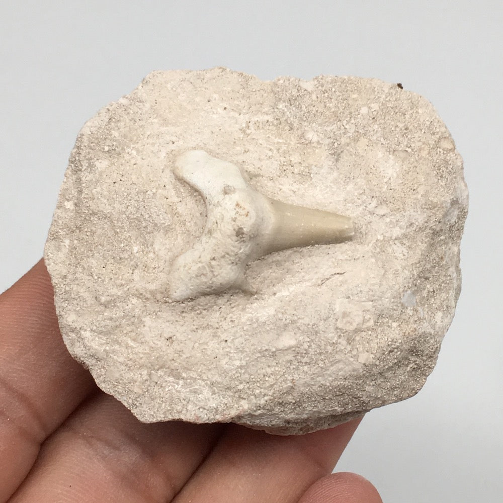 77.9g,2.1"X1.8"x1.3"Otodus Fossil Shark Tooth Mounted on Matrix @Morocco,MF2031