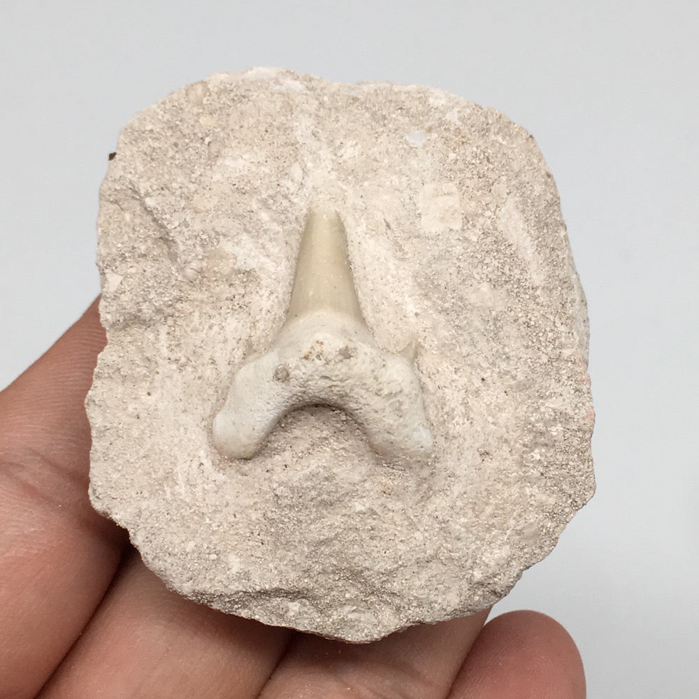 77.9g,2.1"X1.8"x1.3"Otodus Fossil Shark Tooth Mounted on Matrix @Morocco,MF2031