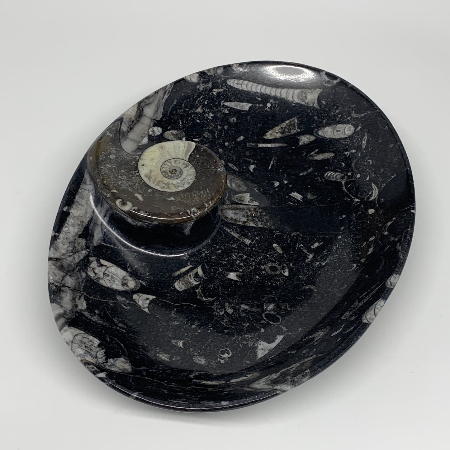 916g, 8.75"x6.5" Black Fossils Ammonite Orthoceras Bowl Oval Ring @Morocco,B8386