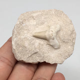 77.9g,2.1"X1.8"x1.3"Otodus Fossil Shark Tooth Mounted on Matrix @Morocco,MF2031