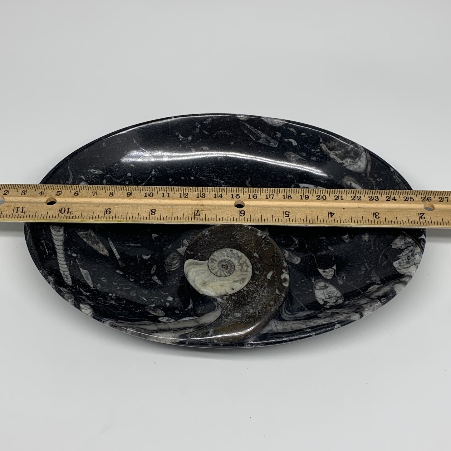 916g, 8.75"x6.5" Black Fossils Ammonite Orthoceras Bowl Oval Ring @Morocco,B8386