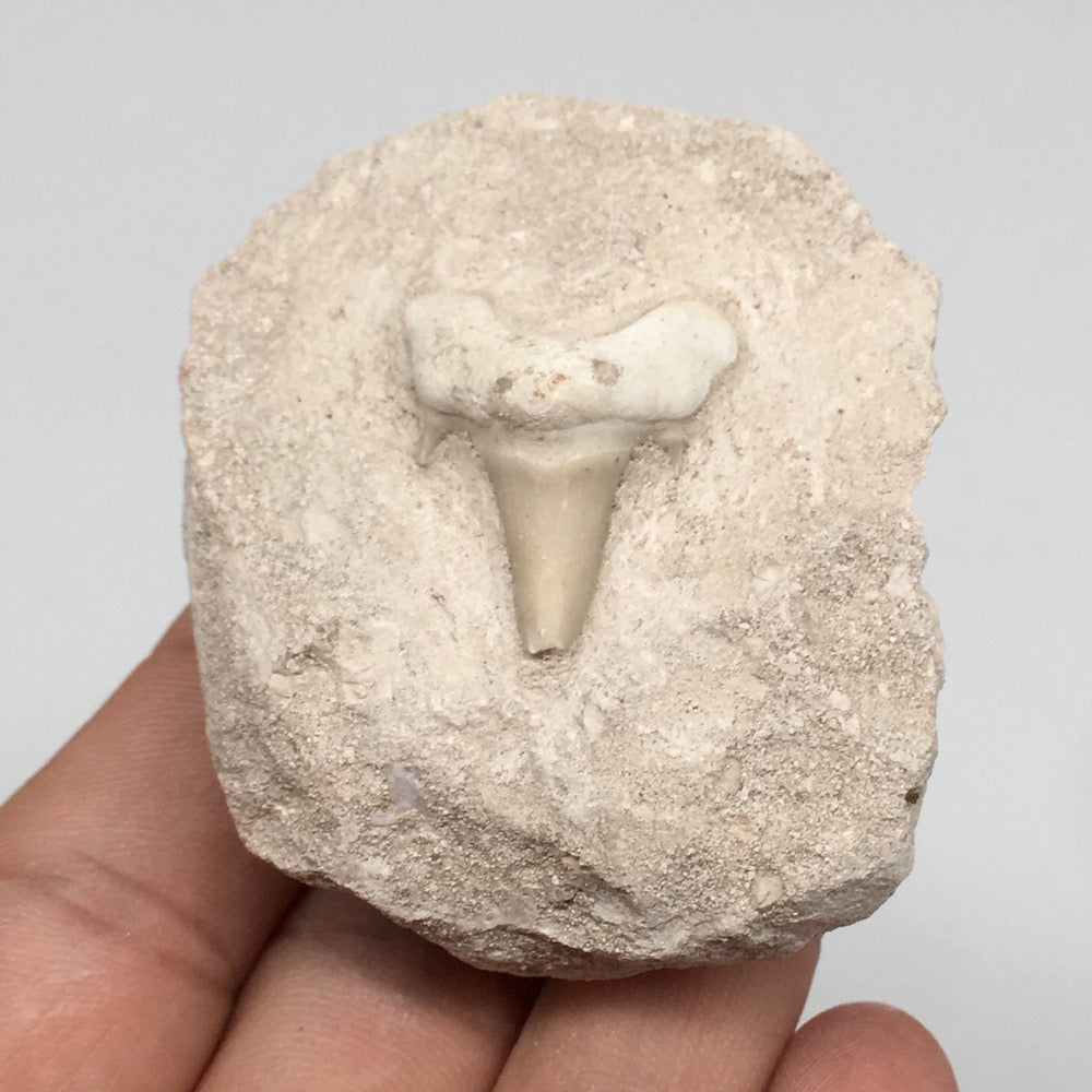 77.9g,2.1"X1.8"x1.3"Otodus Fossil Shark Tooth Mounted on Matrix @Morocco,MF2031