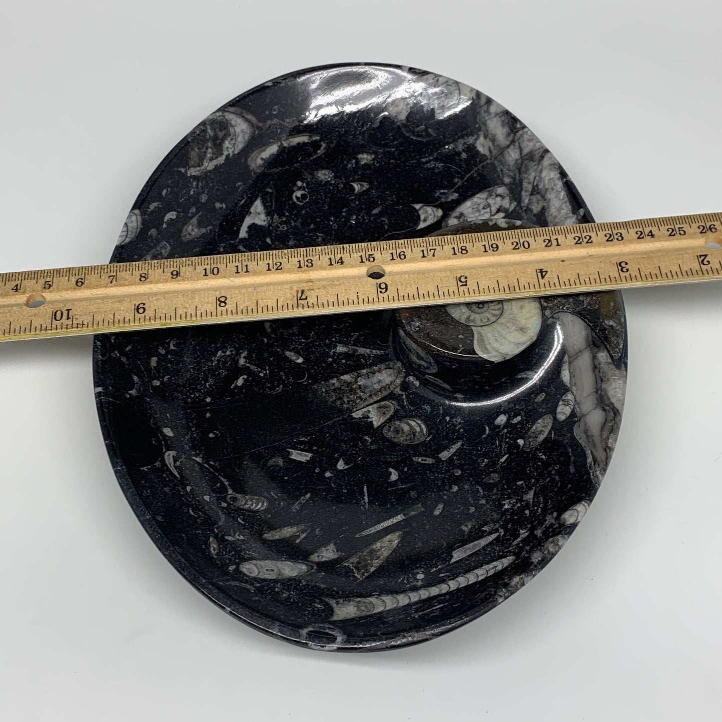 916g, 8.75"x6.5" Black Fossils Ammonite Orthoceras Bowl Oval Ring @Morocco,B8386