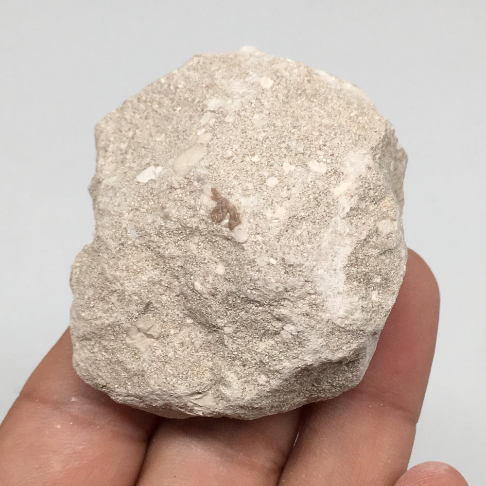 77.9g,2.1"X1.8"x1.3"Otodus Fossil Shark Tooth Mounted on Matrix @Morocco,MF2031