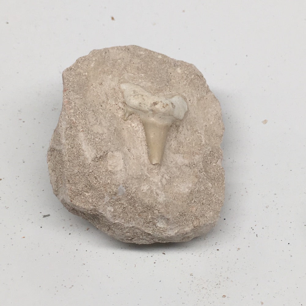 77.9g,2.1"X1.8"x1.3"Otodus Fossil Shark Tooth Mounted on Matrix @Morocco,MF2031