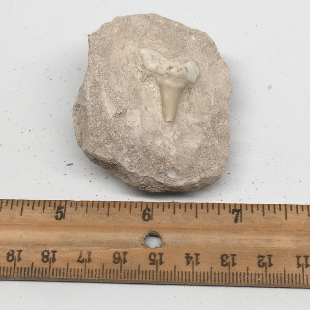 77.9g,2.1"X1.8"x1.3"Otodus Fossil Shark Tooth Mounted on Matrix @Morocco,MF2031