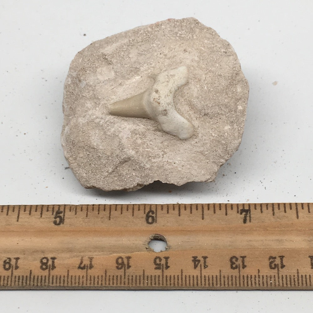 77.9g,2.1"X1.8"x1.3"Otodus Fossil Shark Tooth Mounted on Matrix @Morocco,MF2031