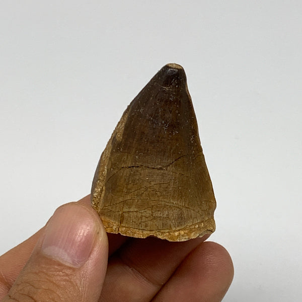 27.9g,1.6"X1.2"x1" Fossil Mosasaur Tooth reptiles, Cretaceous @Morocco, B23798