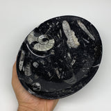 712g, 8.75"x6.5" Black Fossils Ammonite Orthoceras Bowl Oval Ring @Morocco,B8388