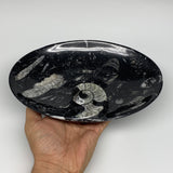 712g, 8.75"x6.5" Black Fossils Ammonite Orthoceras Bowl Oval Ring @Morocco,B8388