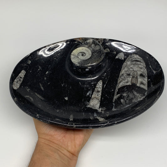 820g, 8.75"x6.5" Black Fossils Ammonite Orthoceras Bowl Oval Ring @Morocco,B8389