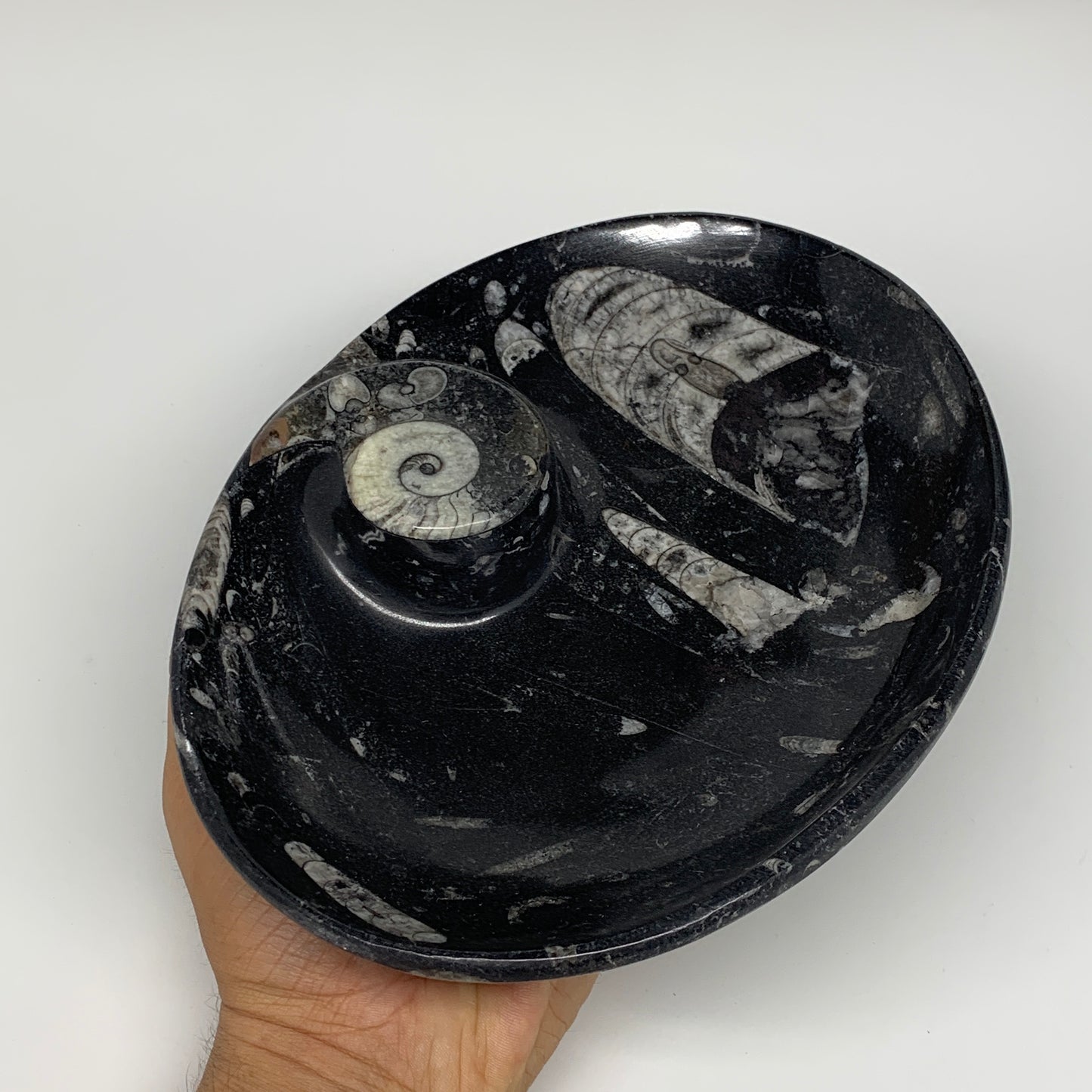 820g, 8.75"x6.5" Black Fossils Ammonite Orthoceras Bowl Oval Ring @Morocco,B8389