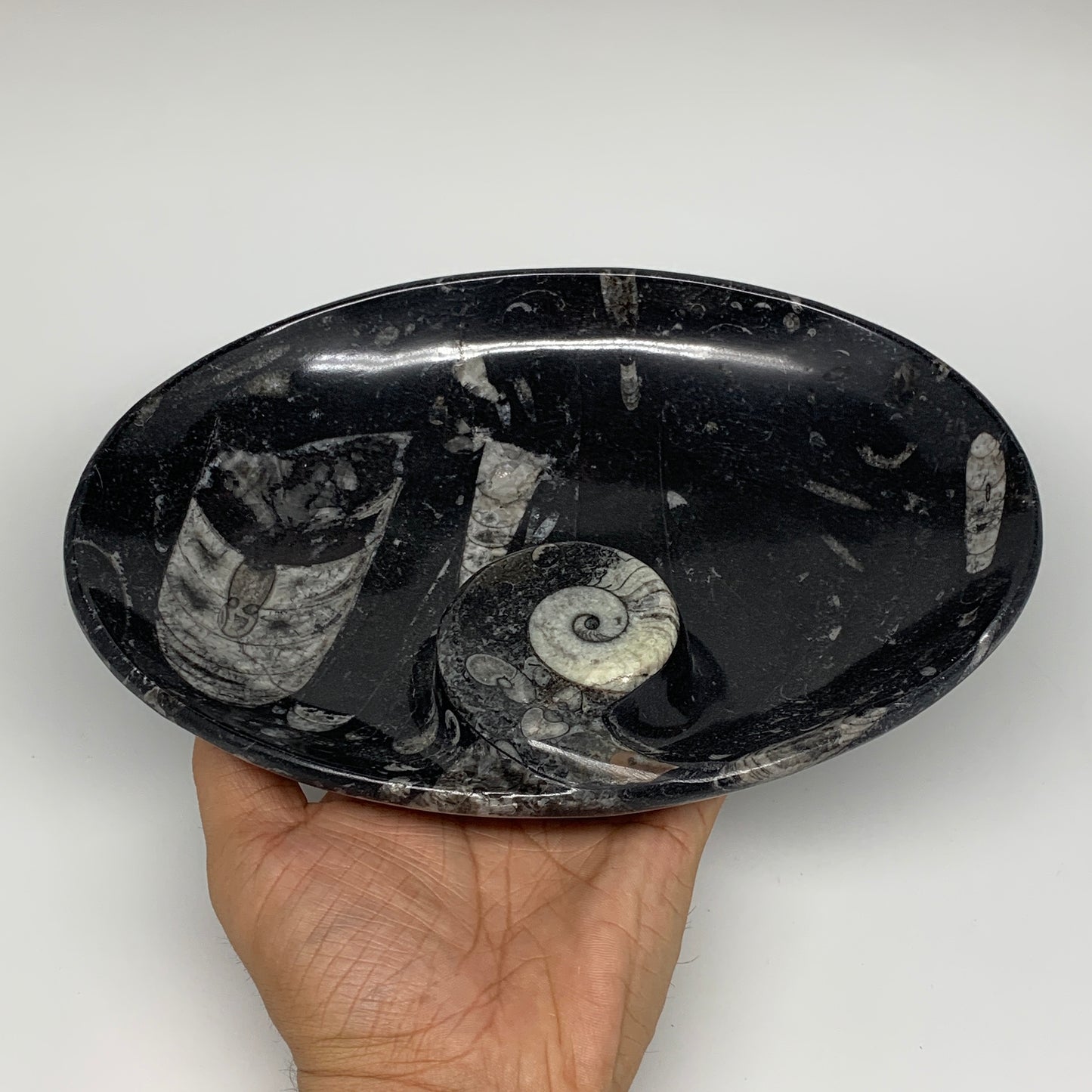 820g, 8.75"x6.5" Black Fossils Ammonite Orthoceras Bowl Oval Ring @Morocco,B8389