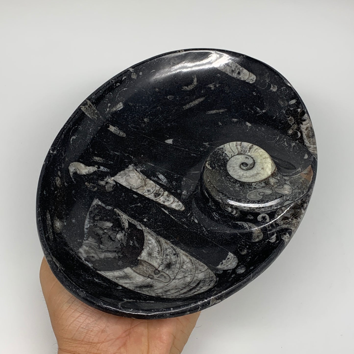 820g, 8.75"x6.5" Black Fossils Ammonite Orthoceras Bowl Oval Ring @Morocco,B8389