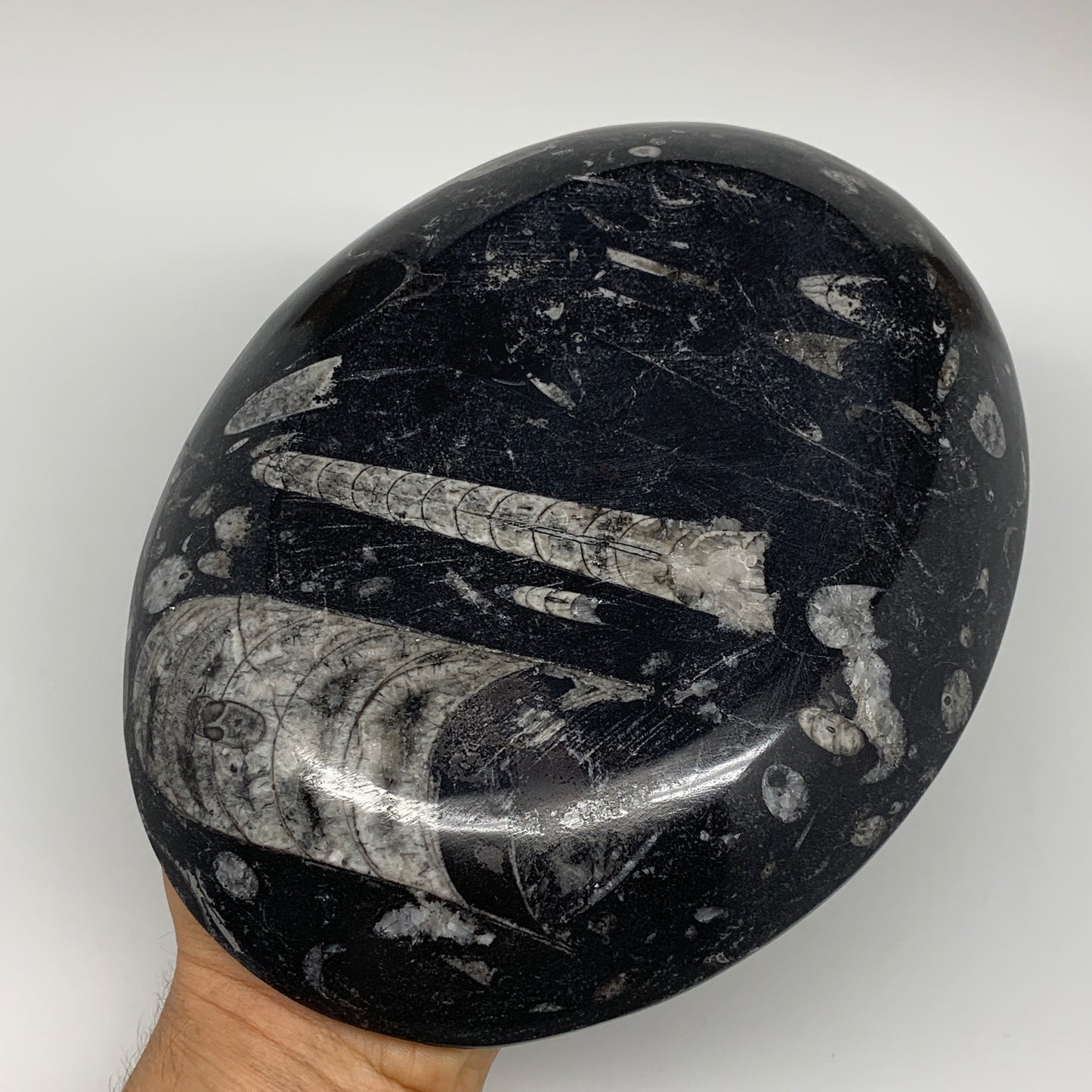 820g, 8.75"x6.5" Black Fossils Ammonite Orthoceras Bowl Oval Ring @Morocco,B8389