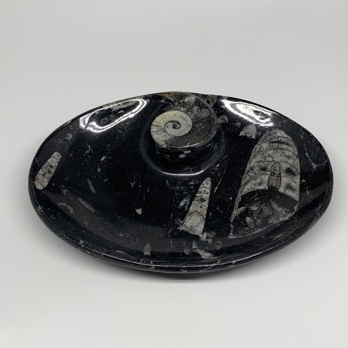 820g, 8.75"x6.5" Black Fossils Ammonite Orthoceras Bowl Oval Ring @Morocco,B8389