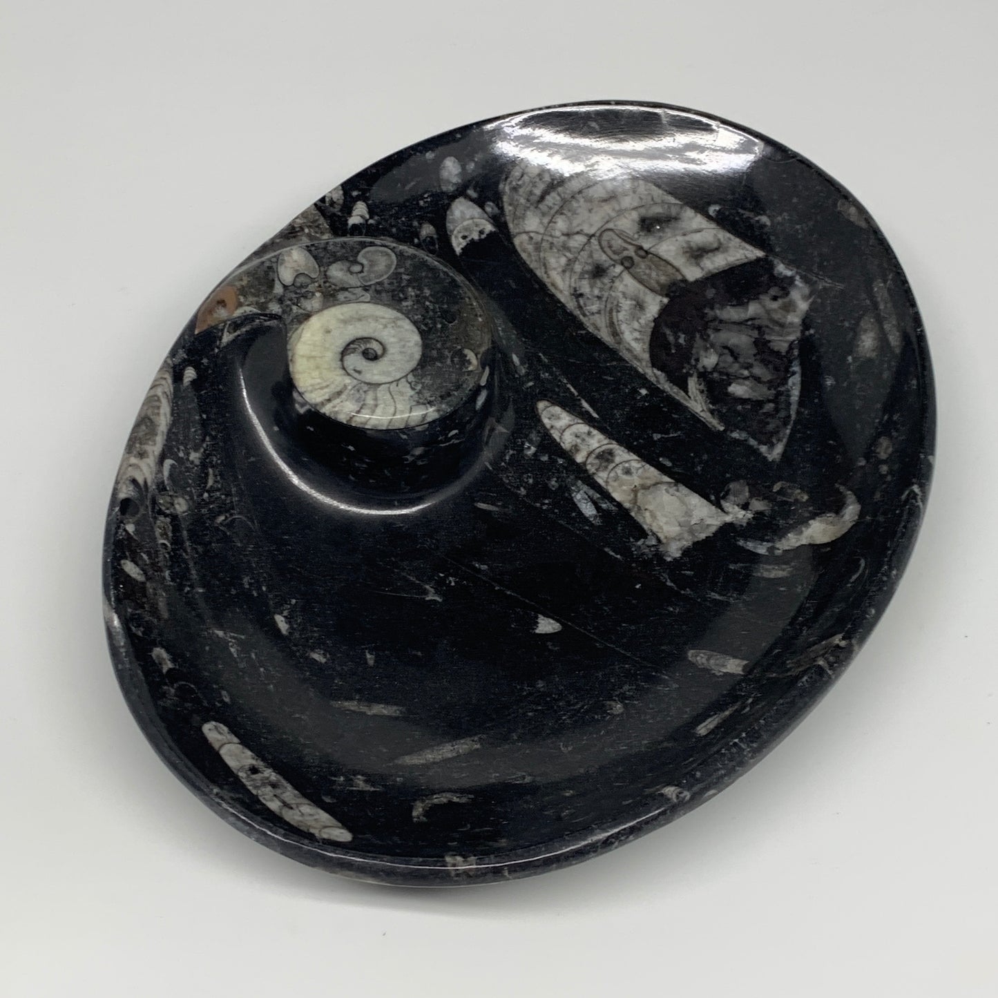 820g, 8.75"x6.5" Black Fossils Ammonite Orthoceras Bowl Oval Ring @Morocco,B8389