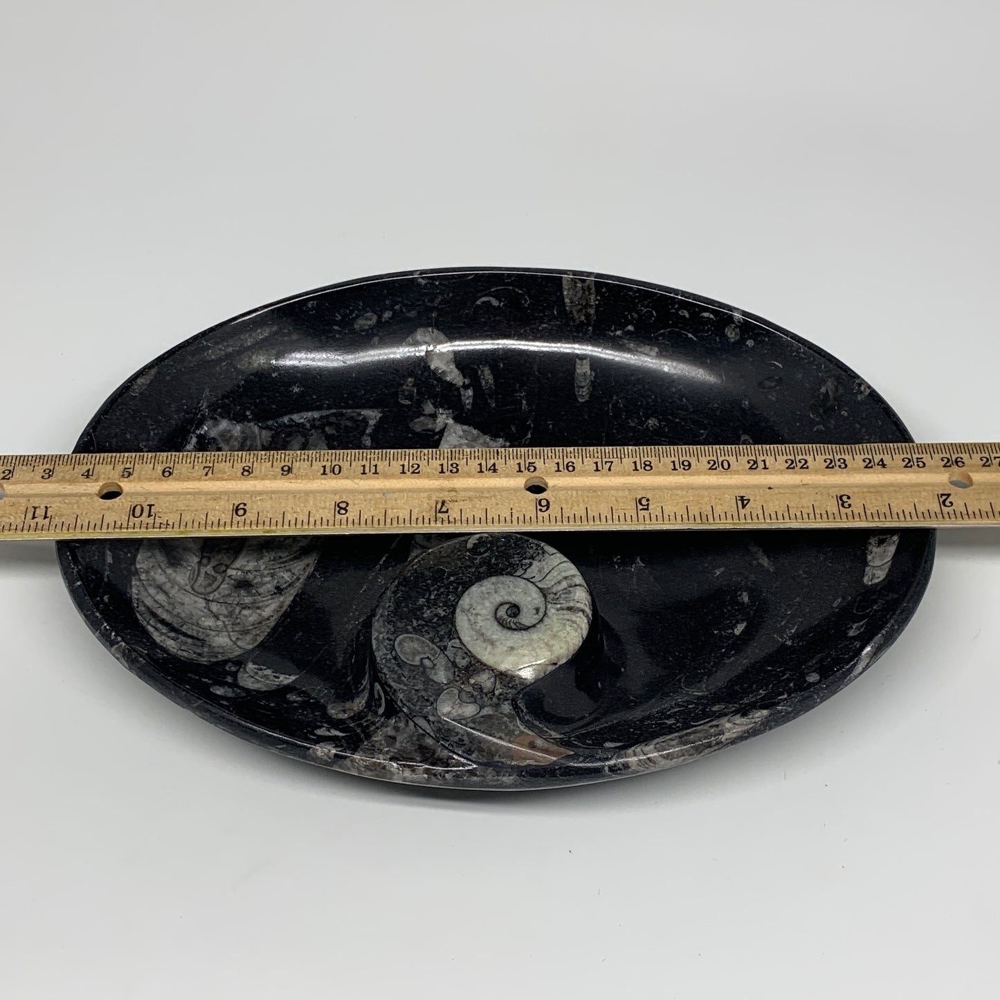 820g, 8.75"x6.5" Black Fossils Ammonite Orthoceras Bowl Oval Ring @Morocco,B8389