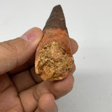 46.1g, 3.5"X1"x 0.8", Rare Natural Fossils Spinosaurus Tooth from Morocco, F3250