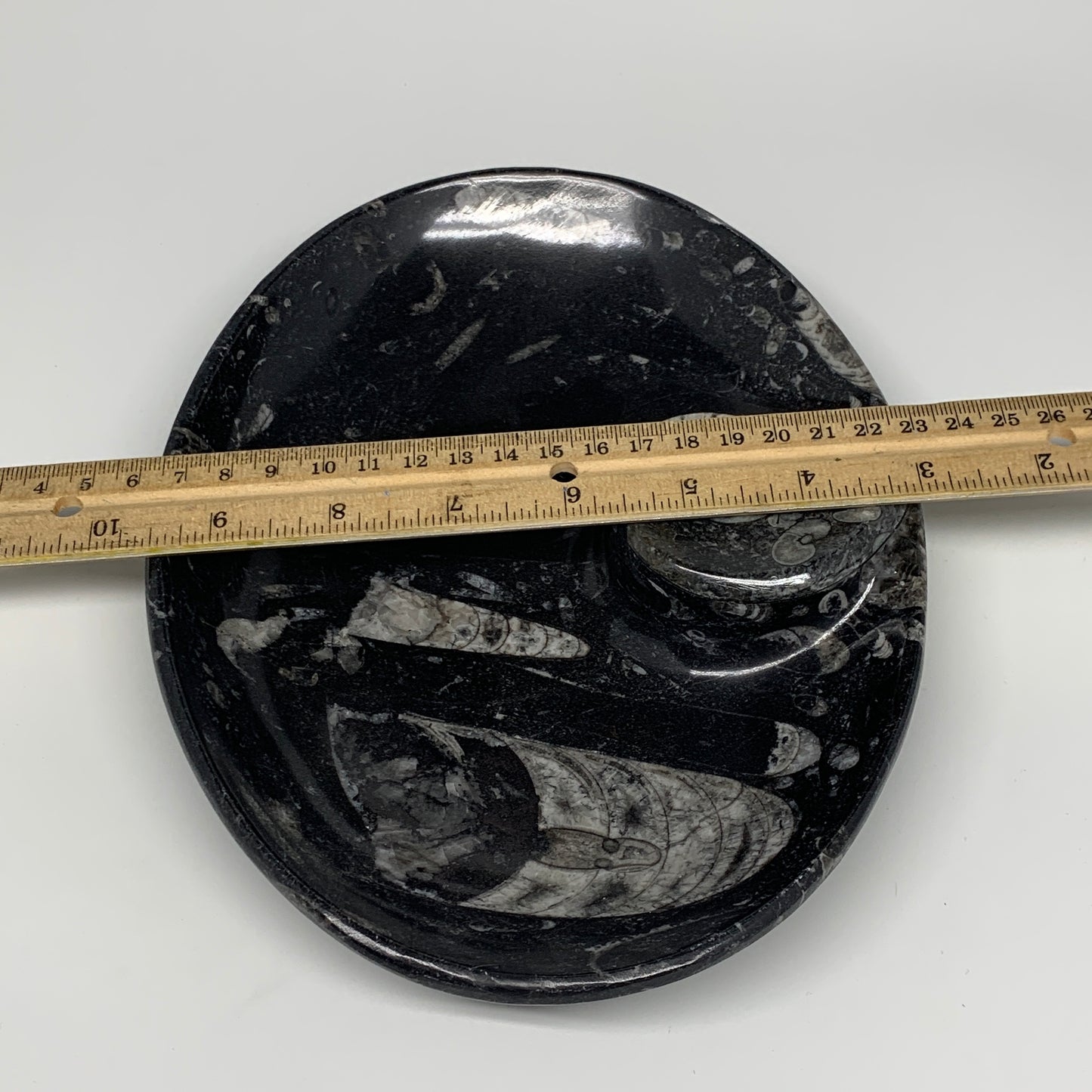 820g, 8.75"x6.5" Black Fossils Ammonite Orthoceras Bowl Oval Ring @Morocco,B8389