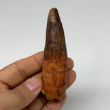 46.1g, 3.5"X1"x 0.8", Rare Natural Fossils Spinosaurus Tooth from Morocco, F3250