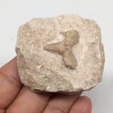 86.8g,2.2"X2"x1.1"Otodus Fossil Shark Tooth Mounted on Matrix @Morocco,MF2035