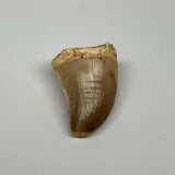 21.9g,1.6"X1.1"x0.9" Fossil Mosasaur Tooth reptiles, Cretaceous @Morocco, B23800
