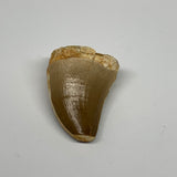 21.9g,1.6"X1.1"x0.9" Fossil Mosasaur Tooth reptiles, Cretaceous @Morocco, B23800