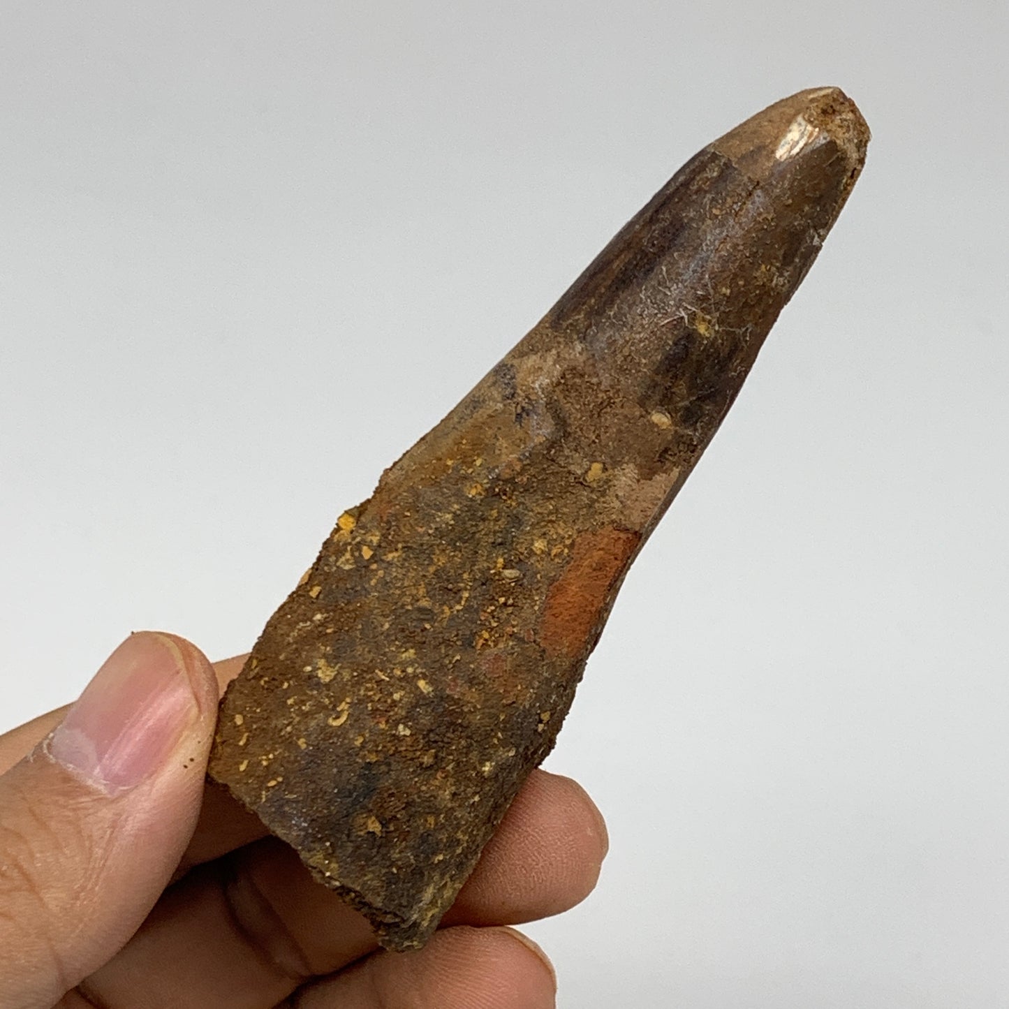 46.8g, 3.4"X1.1"x 1", Rare Natural Fossils Spinosaurus Tooth from Morocco, F3251