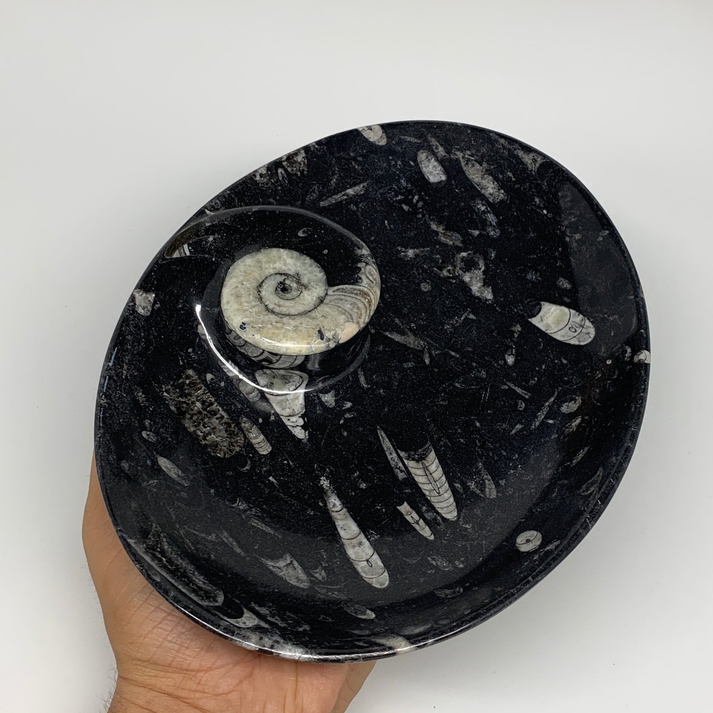 766g, 8.75"x6.5" Black Fossils Ammonite Orthoceras Bowl Oval Ring @Morocco,B8391