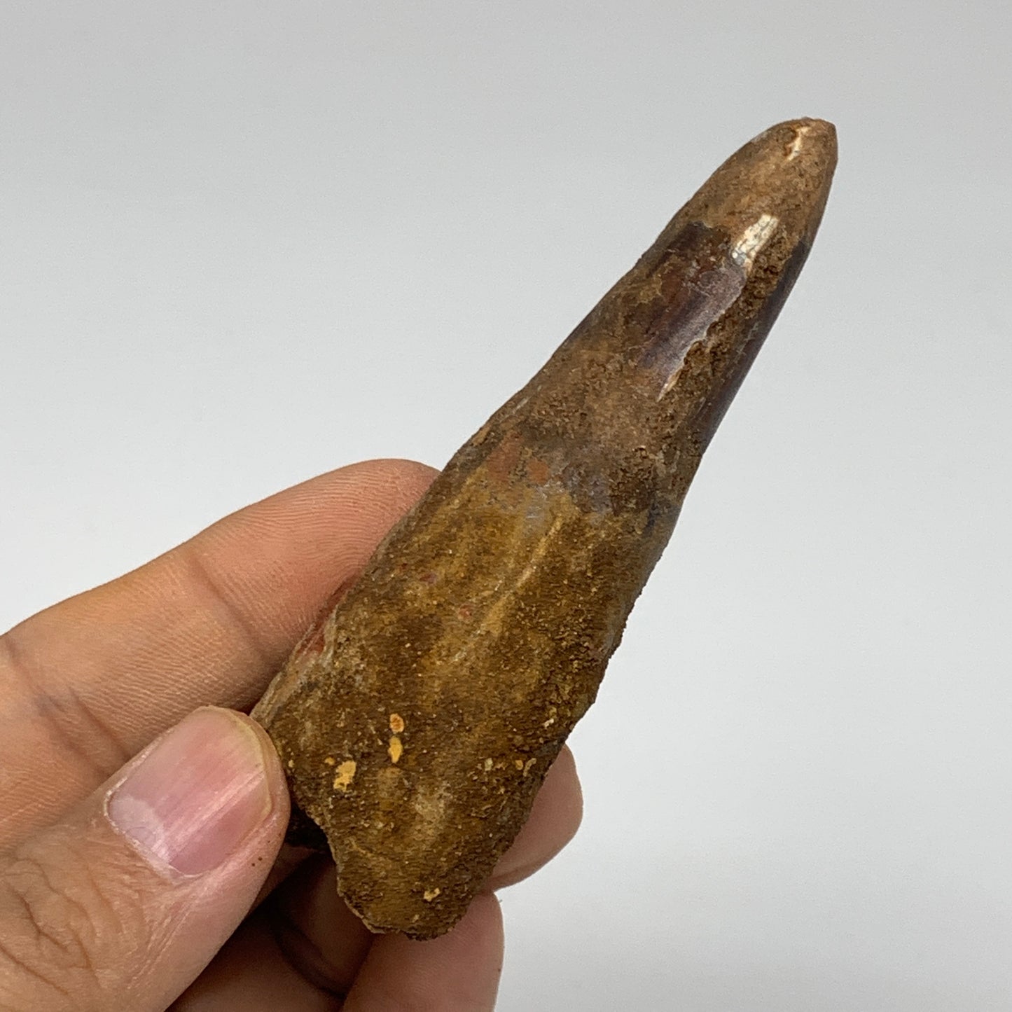 46.8g, 3.4"X1.1"x 1", Rare Natural Fossils Spinosaurus Tooth from Morocco, F3251