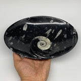 766g, 8.75"x6.5" Black Fossils Ammonite Orthoceras Bowl Oval Ring @Morocco,B8391