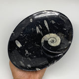 766g, 8.75"x6.5" Black Fossils Ammonite Orthoceras Bowl Oval Ring @Morocco,B8391