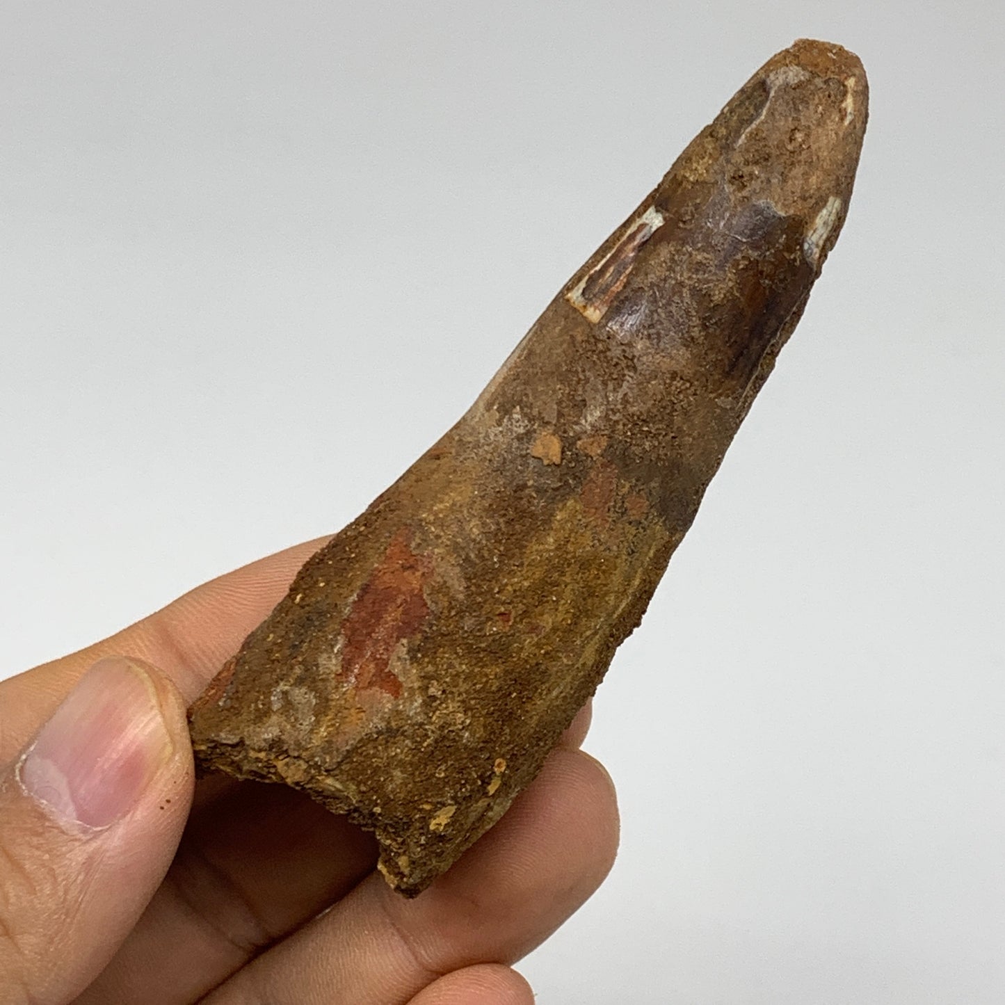 46.8g, 3.4"X1.1"x 1", Rare Natural Fossils Spinosaurus Tooth from Morocco, F3251