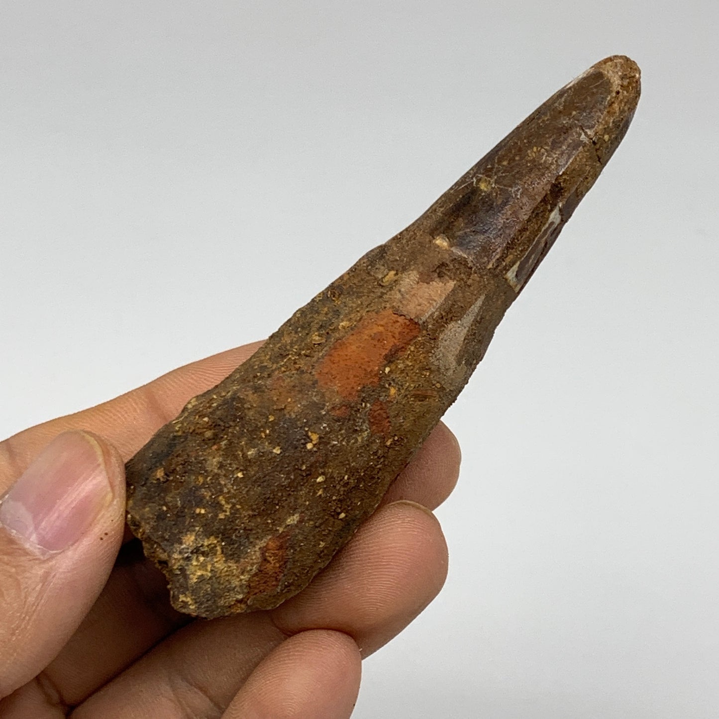 46.8g, 3.4"X1.1"x 1", Rare Natural Fossils Spinosaurus Tooth from Morocco, F3251