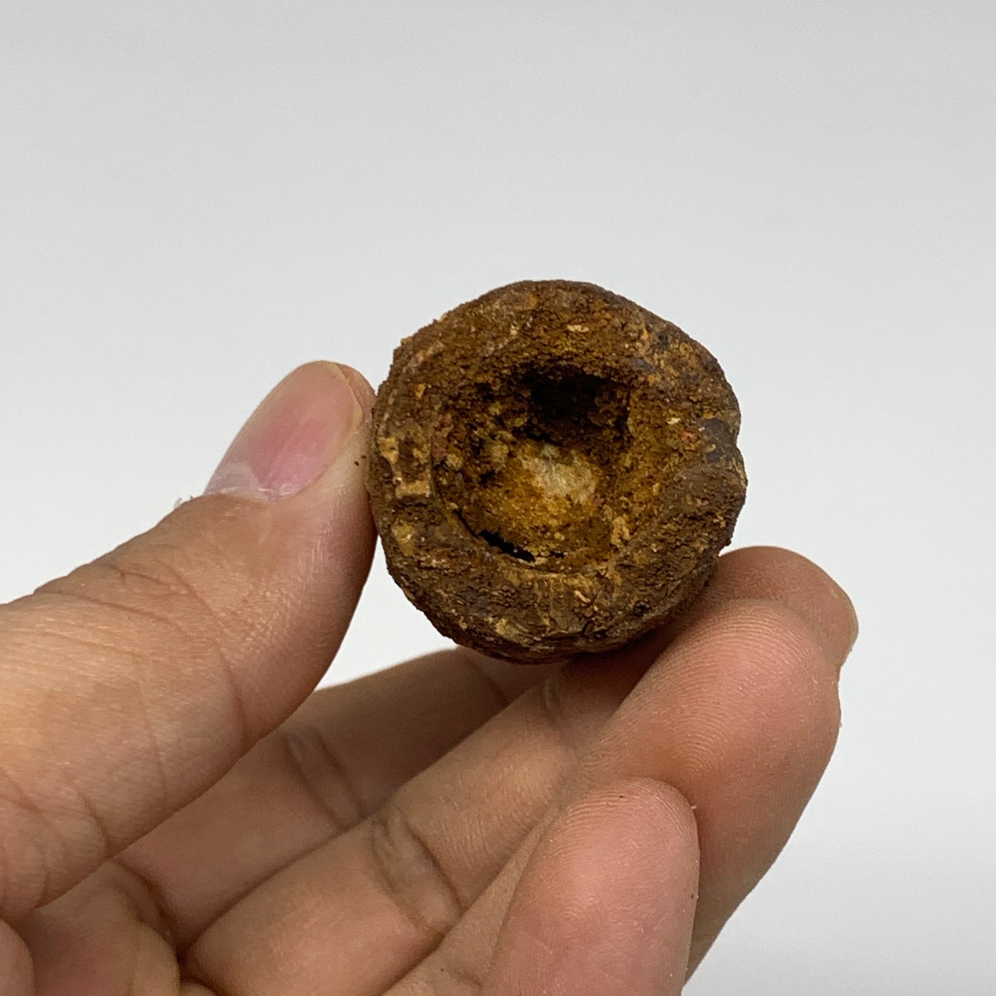 46.8g, 3.4"X1.1"x 1", Rare Natural Fossils Spinosaurus Tooth from Morocco, F3251