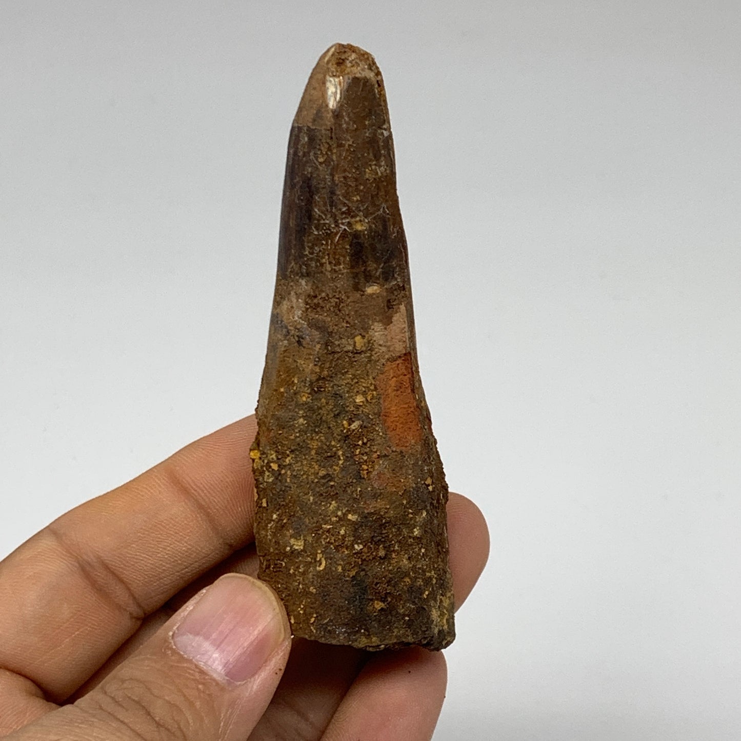 46.8g, 3.4"X1.1"x 1", Rare Natural Fossils Spinosaurus Tooth from Morocco, F3251
