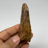 46.8g, 3.4"X1.1"x 1", Rare Natural Fossils Spinosaurus Tooth from Morocco, F3251