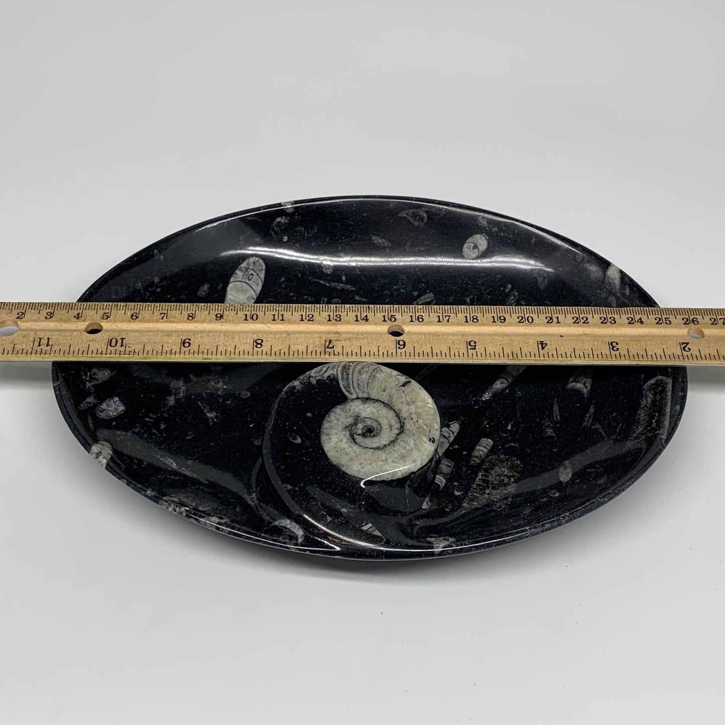 766g, 8.75"x6.5" Black Fossils Ammonite Orthoceras Bowl Oval Ring @Morocco,B8391