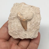 93.1g,2.4"X2"x1.2"Otodus Fossil Shark Tooth Mounted on Matrix @Morocco,MF2036