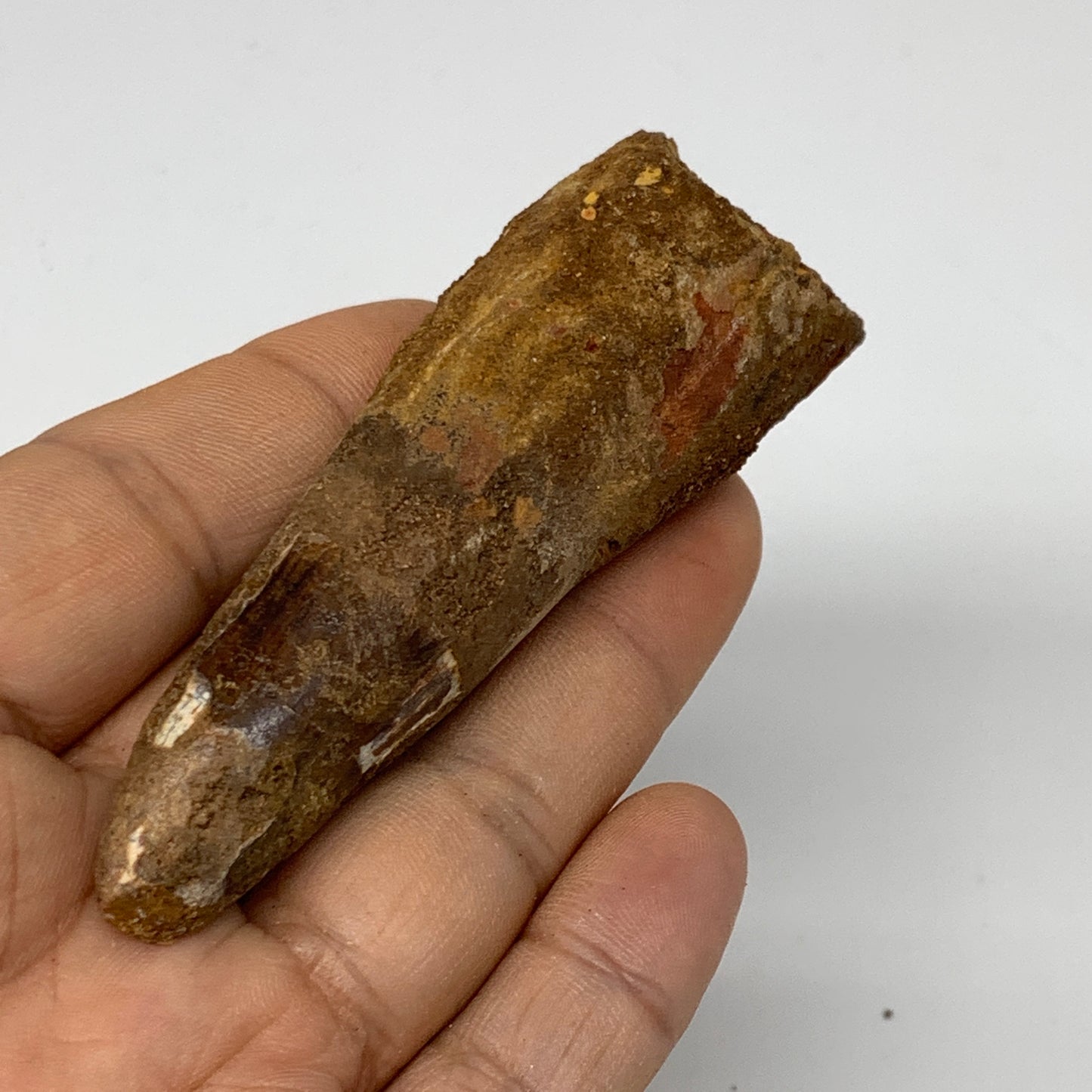 46.8g, 3.4"X1.1"x 1", Rare Natural Fossils Spinosaurus Tooth from Morocco, F3251