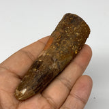 46.8g, 3.4"X1.1"x 1", Rare Natural Fossils Spinosaurus Tooth from Morocco, F3251