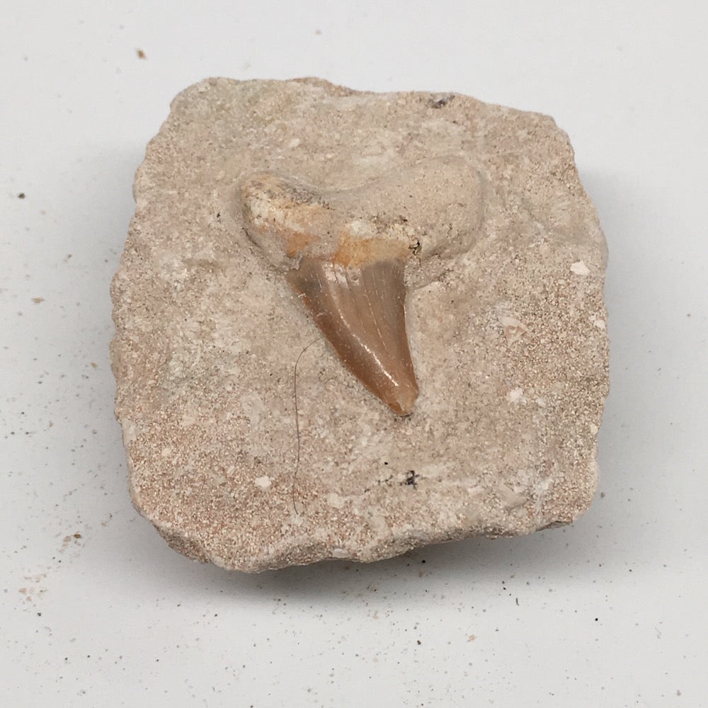 93.1g,2.4"X2"x1.2"Otodus Fossil Shark Tooth Mounted on Matrix @Morocco,MF2036