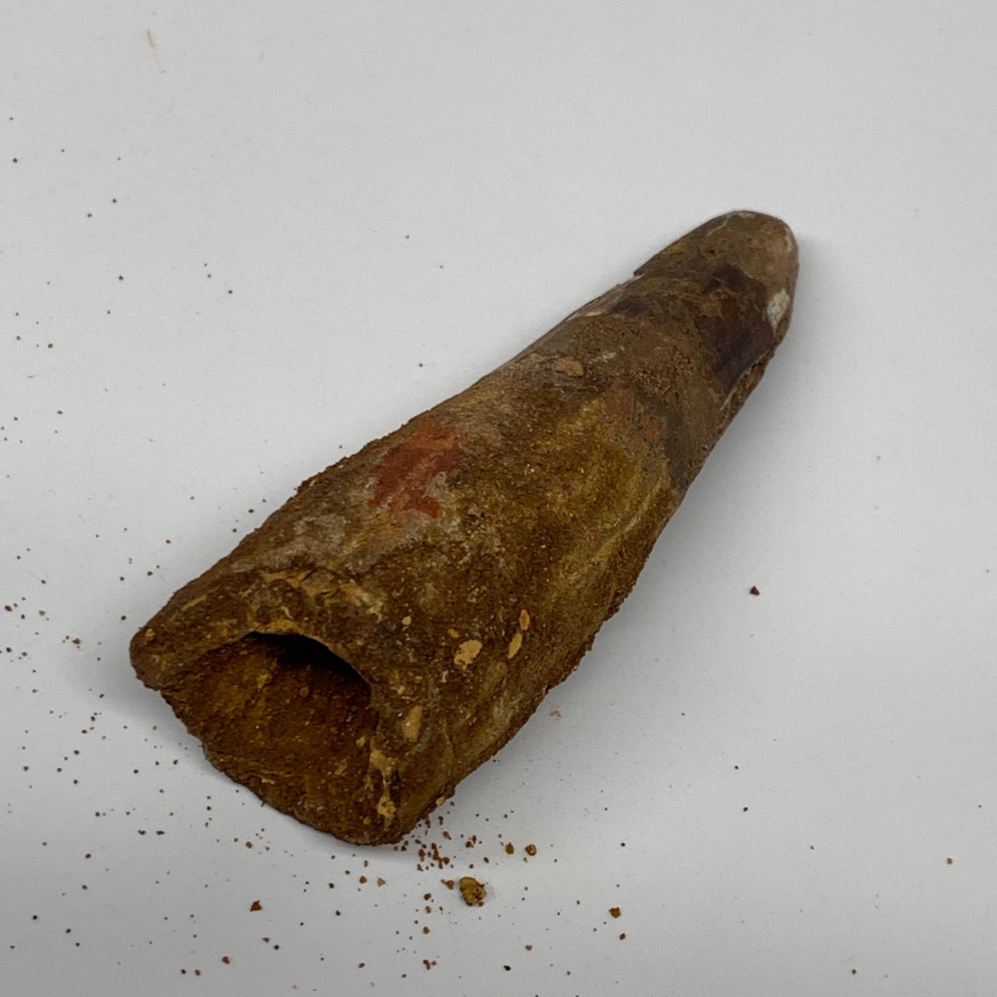 46.8g, 3.4"X1.1"x 1", Rare Natural Fossils Spinosaurus Tooth from Morocco, F3251