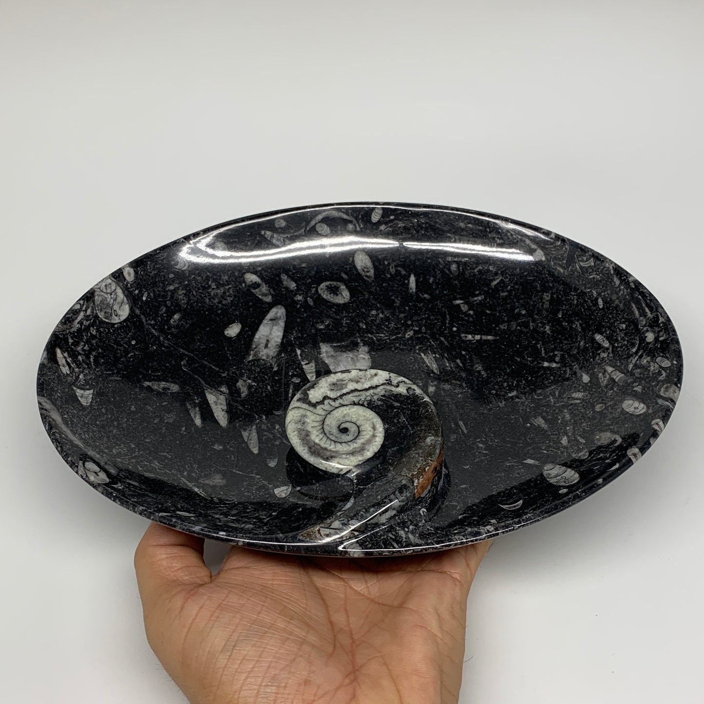 742g, 8.75"x6.5" Black Fossils Ammonite Orthoceras Bowl Oval Ring @Morocco,B8392