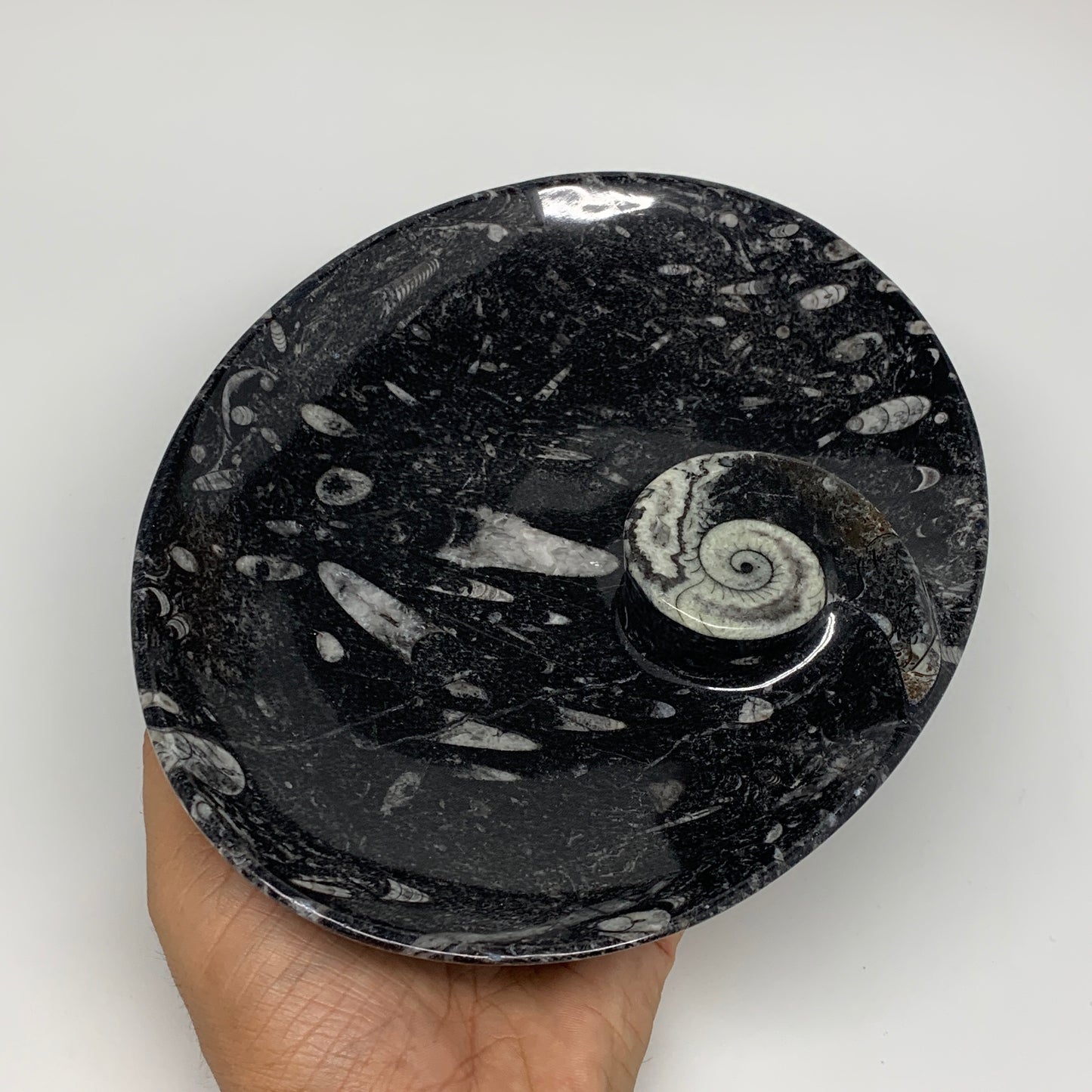 742g, 8.75"x6.5" Black Fossils Ammonite Orthoceras Bowl Oval Ring @Morocco,B8392
