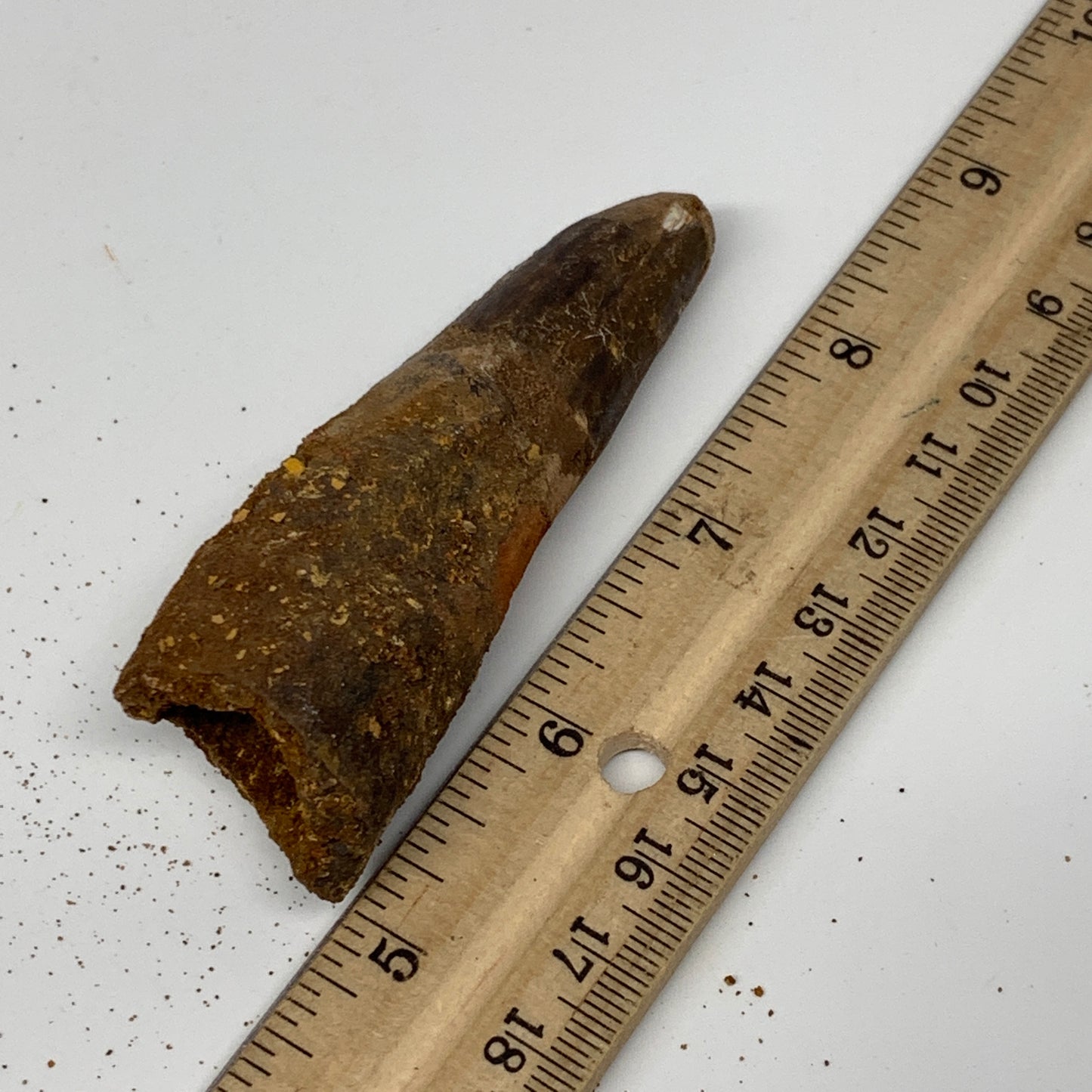 46.8g, 3.4"X1.1"x 1", Rare Natural Fossils Spinosaurus Tooth from Morocco, F3251