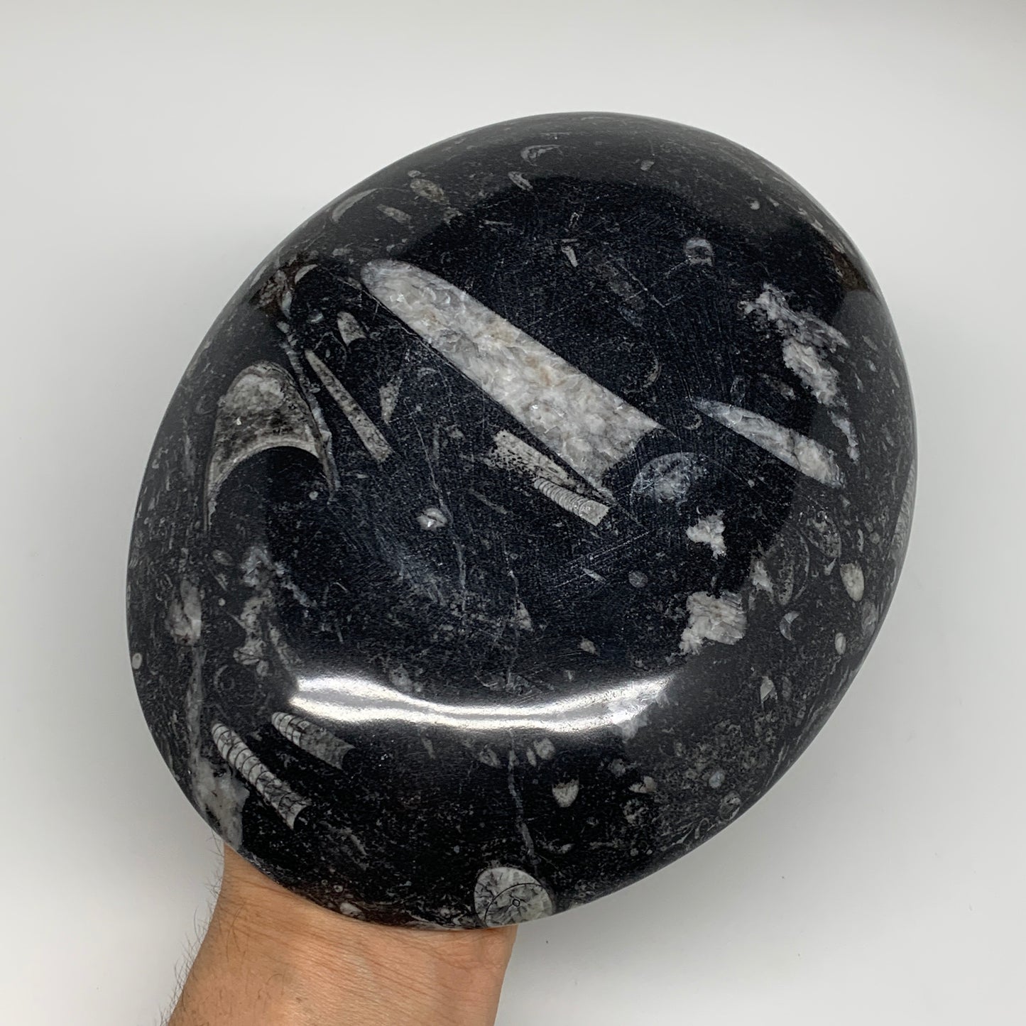 742g, 8.75"x6.5" Black Fossils Ammonite Orthoceras Bowl Oval Ring @Morocco,B8392